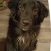 buddy_gollie
