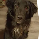 @buddy_gollie