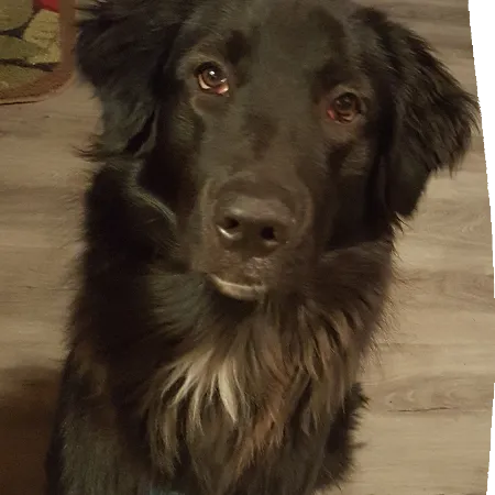 buddy_gollie