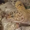 crazypongo
