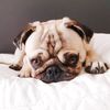 lovelypug.kiba