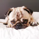 @lovelypug.kiba