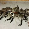 migrationmaniacs