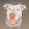 lexi.the.pit