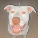 @lexi.the.pit