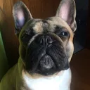 @cicciopepe