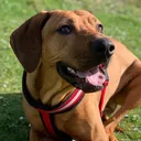 @brady.the.ridgeback
