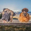 @axelrosethebullmastiff