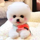 @thehome_of_pet