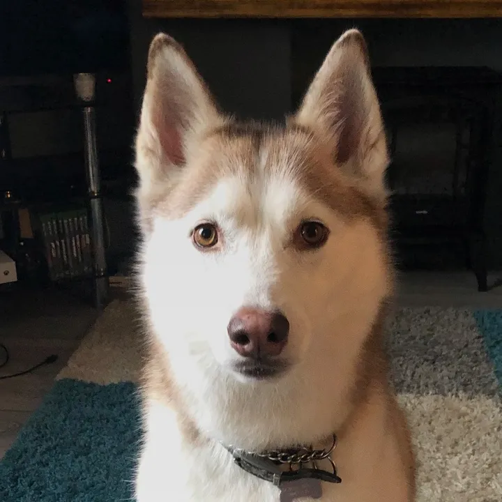 poppythesiberian