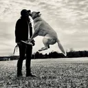 @outbounddogs