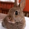 the_bunny_family__