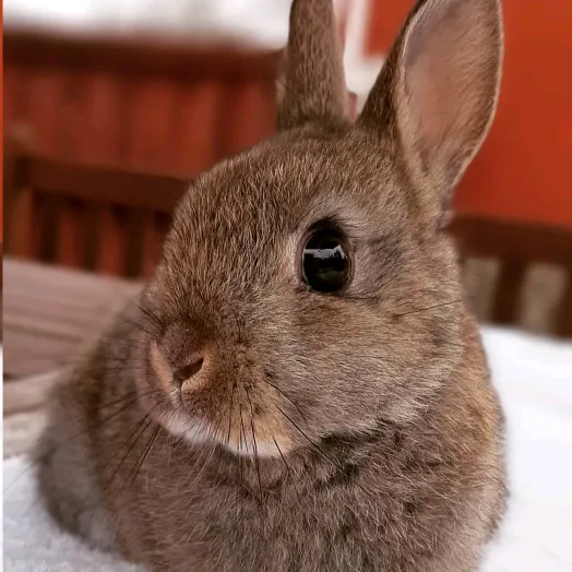 the_bunny_family__