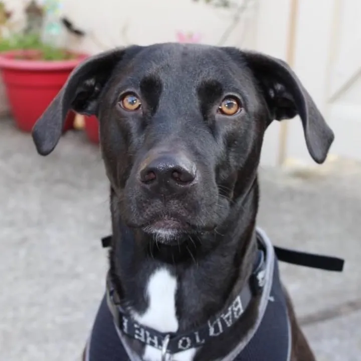 maxthepupofficial