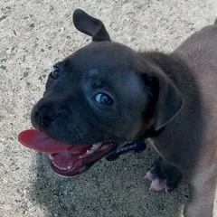 @smitdoggy