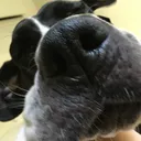 @tildy_the_greatdane