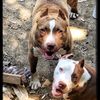 linerednose