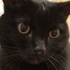 drinkingcat