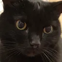 @drinkingcat