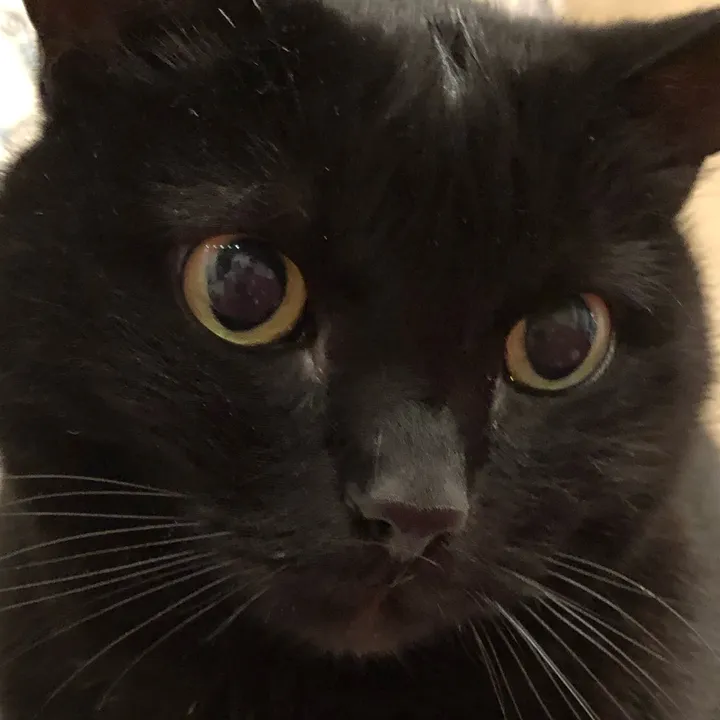 @drinkingcat
