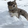 ziggy.xena