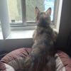 krystalinn