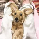 @zarathesausage