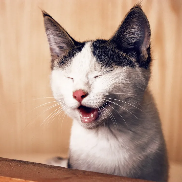 sorridipoiridi