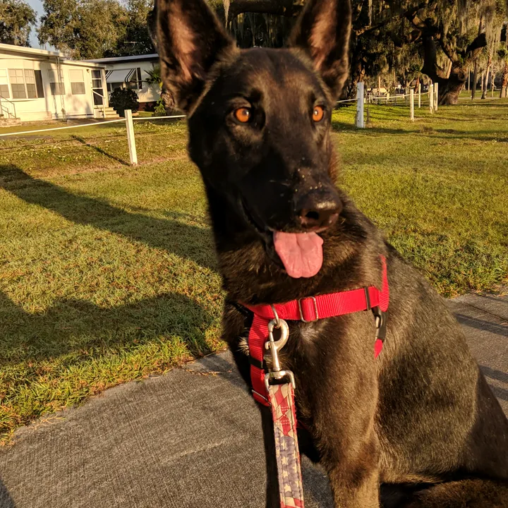 @pawsitively_mad