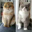 @catmilaluna