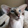 catteryroyaldream