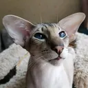 @catteryroyaldream