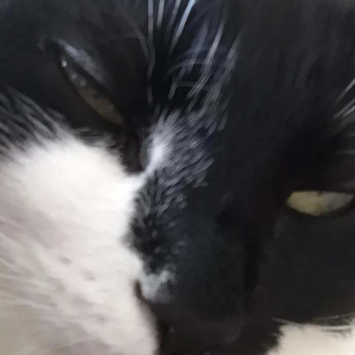 kinkykitty0
