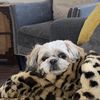 chloe...puppy