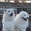 thestoners_samoyeds