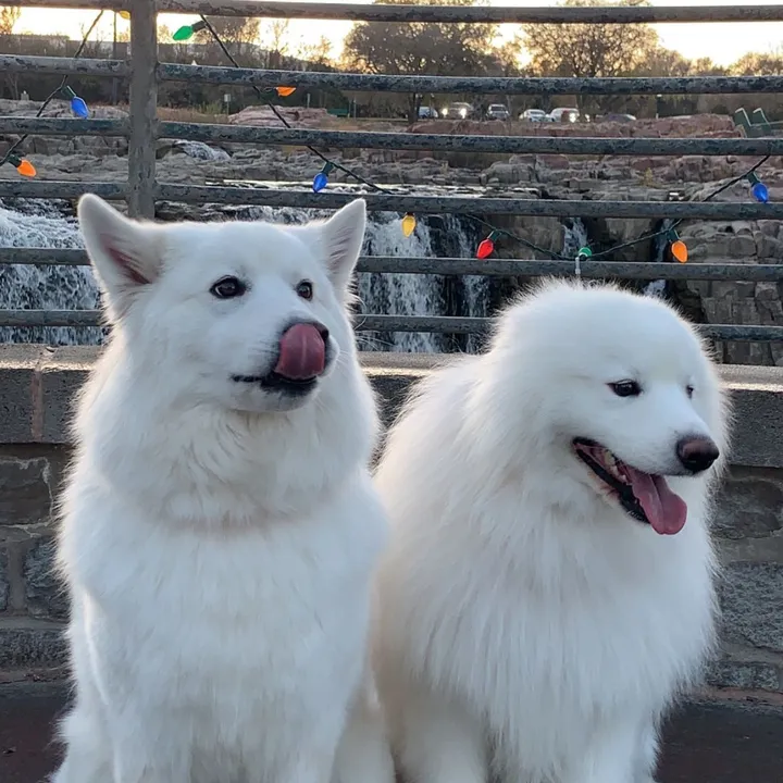 thestoners_samoyeds