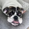 fostertotherescue