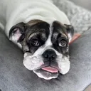 @fostertotherescue