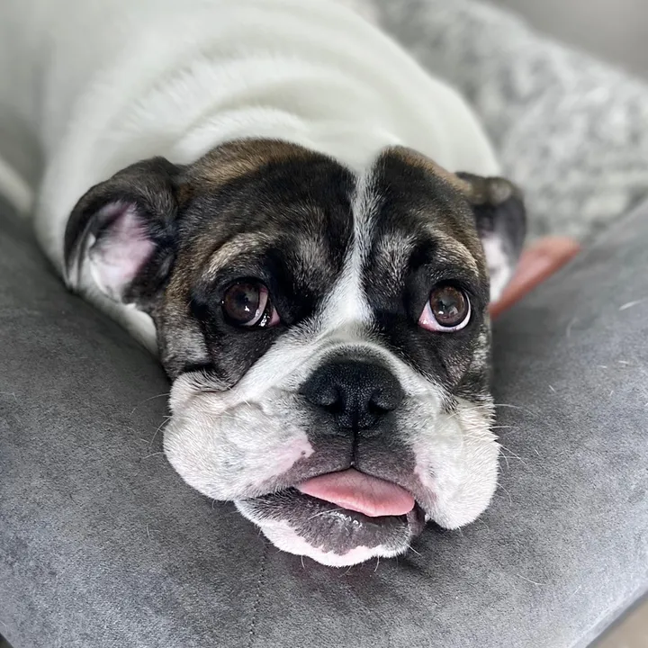 @fostertotherescue