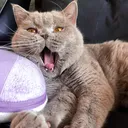 @dodo.thecat