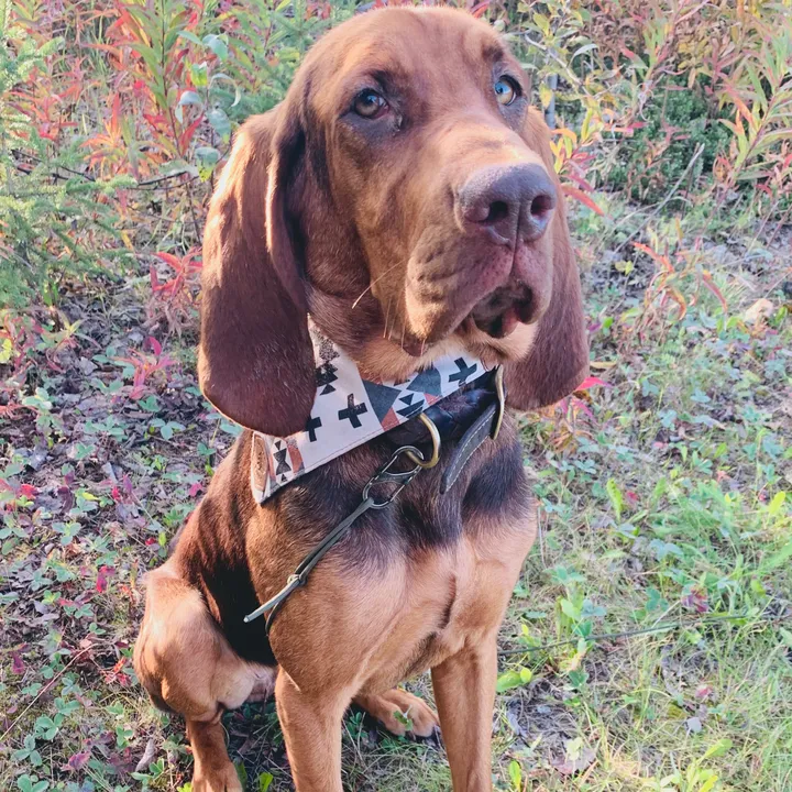 rivertheliverhound