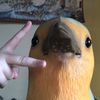 burdmaan