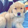 iamgoldenretreiver