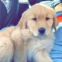 @iamgoldenretreiver