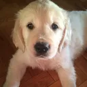 @golden_leo