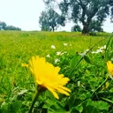 @olfa_folla1