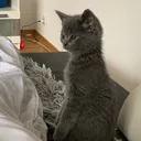 @catmailo