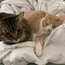@cool_cat_5