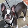 hugo_the_frenchton