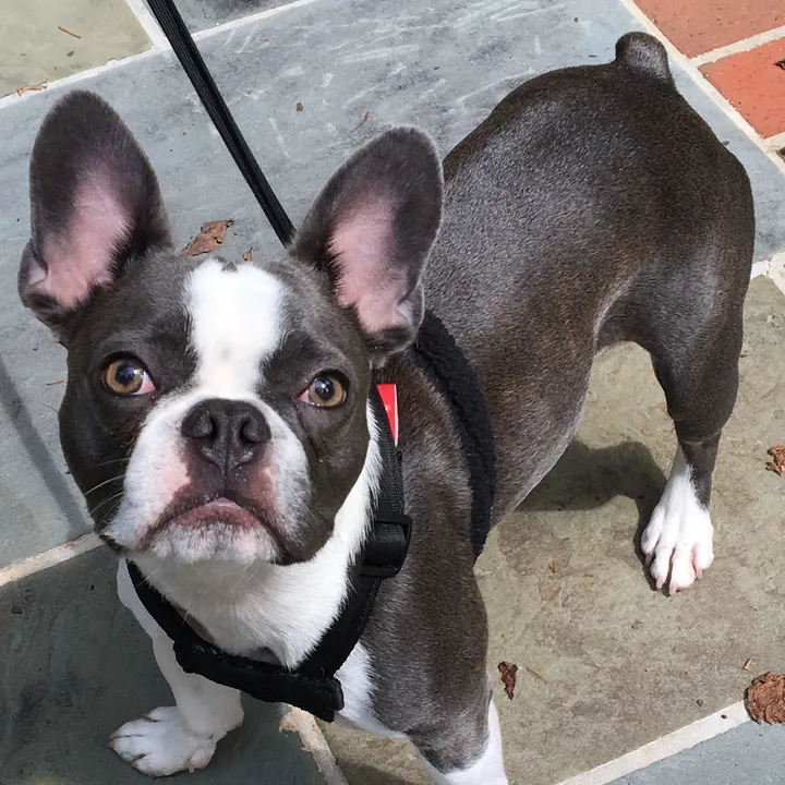 hugo_the_frenchton